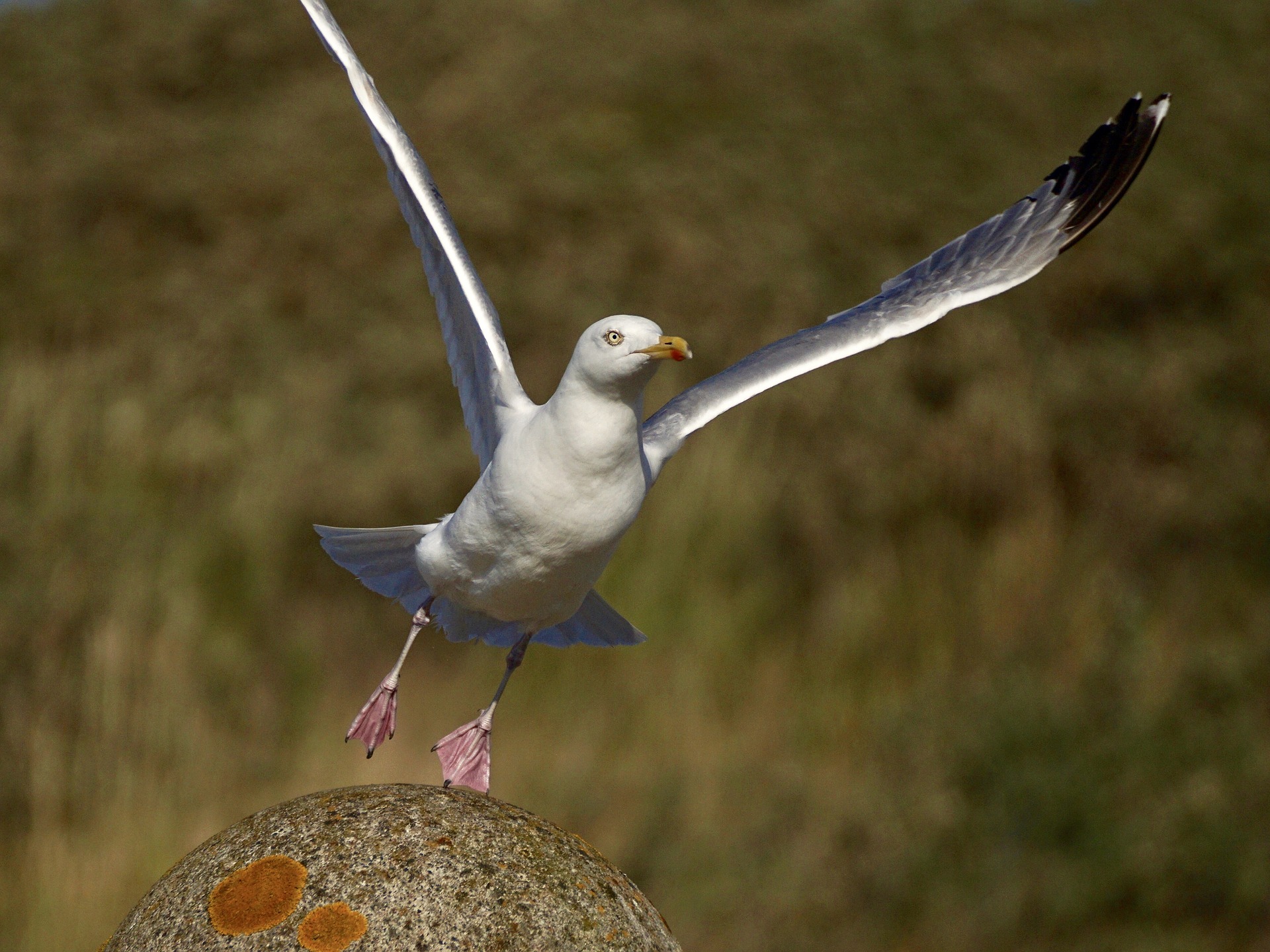 gull-2392155_1920 gull lifting