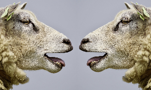 sheep-2372148_1920 2